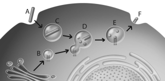 Use the above figure to answer questions     -The letter  B  from the above figure represents A) complement. B) MHC markers with antigen expressed to the surface of a cell. C) lysosome fusing with a phagosome. D) plasma membranes fusing. E) MHC recycling.