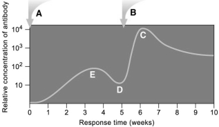 Which of the following occurs subsequent to the invasion of bacteria into a wound?   A) complement activation B) capture of bacteria by lymph nodes C) binding of bacteria to B cells D) attraction of phagocytes by the chemotactic factors secreted by the bacteria E) all of these