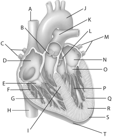 Atria differ from ventricles in that they   A) are larger. B) have thicker walls with more muscle. C) receive blood from veins. D) have a higher blood pressure. E) empty through semilunar valves.