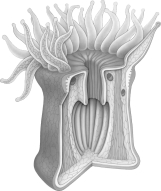 The organism in the above photograph has which of the following structural systems?   A) cartilaginous B) bone C) hydrostatic D) chitinous E) none of these