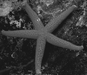 The organism in the above photograph has which of the following structural systems?   A) cartilaginous B) bone C) hydrostatic D) chitinous E) endoskeletal