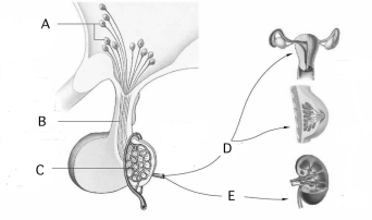 Use the figure above to answer questions     -The hormone __________ is indicated at  E.  A) STH B) aldosterone C) oxytocin D) ADH E) none of these