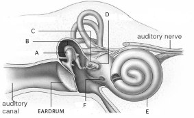 Use the figure above to answer questions     -The portion of the ear that allows for balance control is indicated by A) A. B) B. C) C. D) E. E) nothing labeled on this figure.
