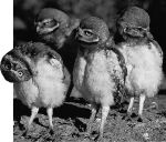 Which of the following explains why the owl has its head almost upside down?   A) Photoreceptors are concentrated near the bottom of the eye. B) Photoreceptors are concentrated near the top of the eye. C) Loud music from a passing car caused damage to the sense of balance. D) It is trying to remove water from its ear after a hard rain. E) None of these are an accurate explanation.