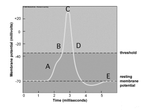 Use the figure above to answer questions     -The resting membrane potential is indicated by A) A. B) B. C) C. D) D. E) E.