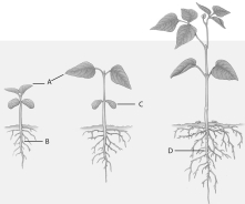 Use the above figure to answer questions     -The letter  B  in the above figure represents A) the root nodules. B) the primary root. C) the primary leaf. D) the cotyledons. E) none of these.