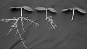 The polar transport of auxin in a seedling A) occurs in parenchyma cells.   B) uses passive membrane transporters to move auxin in and out of cells. C) uses membrane pumps to move hydrogen ions out of the cytoplasm into the primary cell wall. D) activates enzymes that loosen cross-links between cellulose microfibrils. E) does all of these.