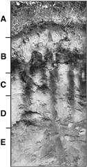 Plants do not grow well in soils with a lot of clay because these soils   A) hold onto and do not release water easily. B) are deficient in plant micronutrients and macronutrients. C) tend to absorb too much surface water. D) tend to become compacted and exclude air. E) do none of these.