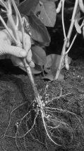 The above figure is a photograph of   A) plant with root nodules. B) mycorrhizae. C) root hairs. D) demonstration of the effect of mutualistic Rhizobium. E) microscopic view of a nodule forming around area where the bacterium infect.