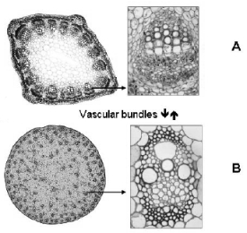Stomata   A) are found in the root cells. B) may be found scattered anywhere throughout the plant. C) allow the movement of gases into and out of plants. D) cause the excessive loss of water from plants. E) are more numerous on the upper surface of most leaves than on the lower surface.