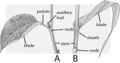 Figure  B  in the above pair can be called a   A) cotyledon B) petiole C) dicot; evergreen D) vein; E) monocot