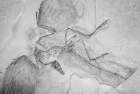 Which of the following traits does the fossil above share with modern birds?   A) long,clawed fingers on each forelimb B) teeth C) feathers D) a long bony tail E) all of the above