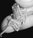 The malformation in the animal pictured in the figure above is caused by which of the following?   A) increases in UV light B) chytrid fungi C) a parasitic fluke D) introduction of an alien amphibian E) none of these