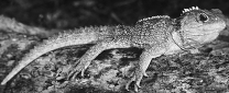 Which of the following statements is NOT true for the animal depicted in the above figure?   A) It has a third eye that gets covered over by scales. B) It is a tuatara. C) They walk like salamanders. D) They thrived during the Triassic period. E) All of these are true.