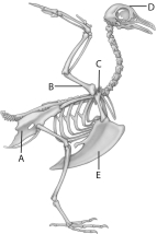 The letter  A  in the above figure represents   A) humerus B) pectoral girdle C) skull D) sternum E) pelvic girdle