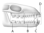 Use the above figure to answer questions     -The letter  A  in the above figure represents which teeth? A) incisors B) molars C) canines D) premolars E) none of these