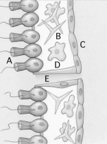 Use the figure above to answer questions    -A structure that gives the sponges their phylum name is indicated by A) A. B) B. C) C. D) D. E) E.