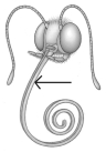 The figure above has a line drawn to   A) the eyes. B) insects. C) the maxilla. D) the protozoan head. E) none of these.