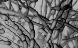 The above photomicrograph is of   A) mycelium. B) protistans. C) mycorrhizae. D) stolons. E) rhizoids.