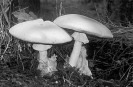 Which of the following is diploid in the life cycle of a basidiomycete?   A) spore B) dikaryotic hyphae C) zygote D) gamete E) mushroom