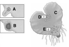 Questions refer to the figure above.    -The zygote will develop A) within E. B) within D. C) within C. D) within B. E) externally.