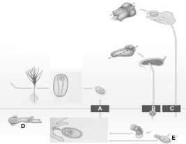 Questions refer to the figure of the life cycle of a pine above.    -The megaspores are indicated by A) A. B) B. C) C. D) D. E) E.