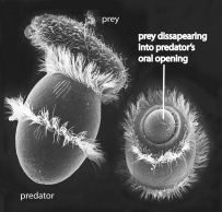 To which of the following groups does the organism in the above figure belong?   A) diplomonads, parabasalids, trypanosomes, and euglenoids B) ciliates, dinoflagellates, and apicomplexans C) water molds, diatoms, and brown algae D) chlorophyte and charophyte algae E) amoebas and slime molds