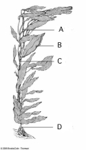 Use the figure above to answer questions     -Which of the following is a commercial product derived from this organism? A) limestone B) algin C) agar D) nori E) chalk