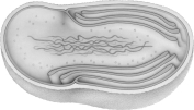 The figure above represents   A) the algae that were to give rise to plants. B) protists. C) fungi. D) soil bacterium with primitive membrane folds. E) all of these.