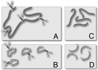 Which of the following enzymes join the paired sticky ends of DNA fragments?   A) reverse transcriptases B) restriction enzymes C) DNA ligases D) DNA polymerases E) polynucleotide kinases