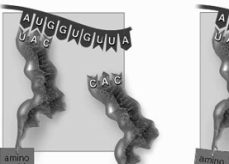 Which event of translation is shown here?   A) initiation B) elongation C) termination D) peptide bond formation E) elongation and peptide bond formation