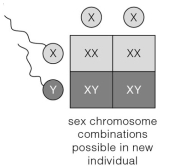 The Punnett square illustration below shows that theoretically   A) half of human sperm carry a Y chromosome. B) half of human zygotes are XY. C) all zygotes carry an X chromosome. D) gender depends upon which type of sperm fertilizes the egg. E) all of these are true.