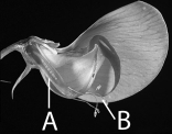 The letter B in the above figure represents which of the following?   A) carpels B) stamen C) eggs D) fertilized pea seeds E) none of these are correct