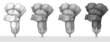 The illustration below shows the F<sub>2 </sub>phenotypes from a monohybrid cross in snapdragons.What type of inheritance produces such an outcome?   A) complete dominance B) incomplete dominance C) multiple alleles D) continuous variation E) epistasis