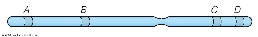 From the relative positions of genes on the chromosome illustration below, we expect   A) the highest frequency of crossing over between genes A and D. B) more crossing over between C and D than between A and B. C) more crossing over between A and B than between B and C. D) the lowest frequency of crossing over between B and C. E) none of these.