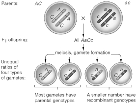If the F<sub>1 </sub>gametes show a distribution pattern like that shown in the illustration below, then they present an example of   A) independent assortment. B) full linkage. C) crossing over. D) incomplete linkage. E) crossing over and incomplete linkage.