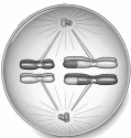 The cell in this illustration is in __________.   A) prophase I. B) metaphase I. C) anaphase I. D) prophase II. E) anaphase II.