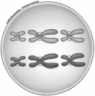 The illustration shows one possible outcome of the random alignment of homologous chromosomes at metaphase I.How many other possible arrangements exist?   A) 0 B) 1 C) 2 D) 3 E) 4