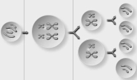 In this generalized illustration of gametogenesis, the four cells in the right column should be labeled   A) sperm. B) eggs. C) ovum and three polar bodies. D) secondary spermatocytes. E) diploid.