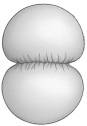 This illustration shows A) cytoplasmic division in an animal cell.   B) a contractile ring mechanism. C) how chromosomes are dragged to the poles. D) cytoplasmic division in an animal cell and a contractile ring mechanism. E) cytoplasmic division in an animal cell and how chromosomes are dragged to the poles.