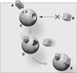 Questions refer to the figure above.    -An enzyme substrate complex is represented by A) C. B) D. C) E. D) D and E. E) None of these.