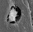The cell in the figure above is involved in the formation of   A) plants. B) protists. C) bone. D) bacteria. E) all of these.
