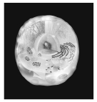 The above figure represents a(n)    A) atom. B) tissue. C) molecule. D) organ. E) cell.