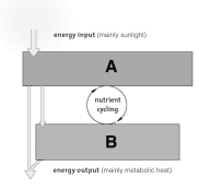 Which of the following is NOT a key characteristic of  life ? A) organization into cells   B) response to environmental change C) reproduction D) inability to change E) using energy