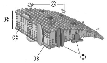 Answer the following question(s) about the diagram shown below.   -In this diagram of a cell membrane,the objects labeled (E) are ________. A) steroids B) hydrophobic regions C) proteins D) glycerophospholipids E) carbohydrate side chains