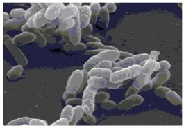 Figure 1.1   The bacterial shape of the cells in the scanning electron micrograph shown in Figure 1.1 would best be described as A) bacillus. B) spiral. C) coccus. D) ovoid. E) columnar.