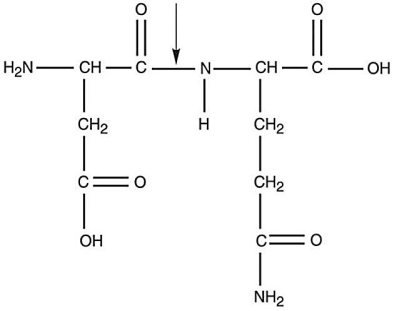 Figure 2.3   -What kind of bond is at the arrow in Figure 2.3? A) disulfide bridge B) double covalent bond C) hydrogen bond D) ionic bond E) peptide bond