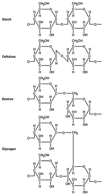 Figure 2.5   Use Figure 2.5 to answer the following.Starch,cellulose,dextran,and glycogen are polysaccharides.How are they similar? To what are their different properties due? Why can't an enzyme that hydrolyzes starch degrade cellulose?<div style=padding-top: 35px> 