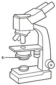 Figure 3.1   In Figure 3.1,line  c  points to the microscope's A) illuminator. B) condenser. C) ocular lens. D) objective lens.