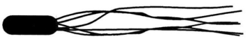 Figure 4.2   -Which of the following terms best describes the cell in Figure 4.2? A) peritrichous flagella B) amphitrichous flagella C) lophotrichous flagella D) monotrichous flagellum E) axial filament